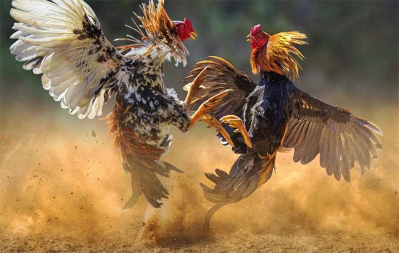 Một số câu hỏi thường gặp xoay quanh game đá gà tại C168